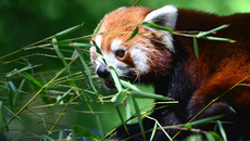 Kleiner_Panda (5).jpg